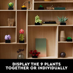 LEGO Botanicals Succulents Artificial Plant Building Set for Home Decor Adults Ages 18+