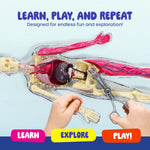 Dan&Darci Human Anatomy Squishy Body Model, STEM Toy for Kids Ages 4-8