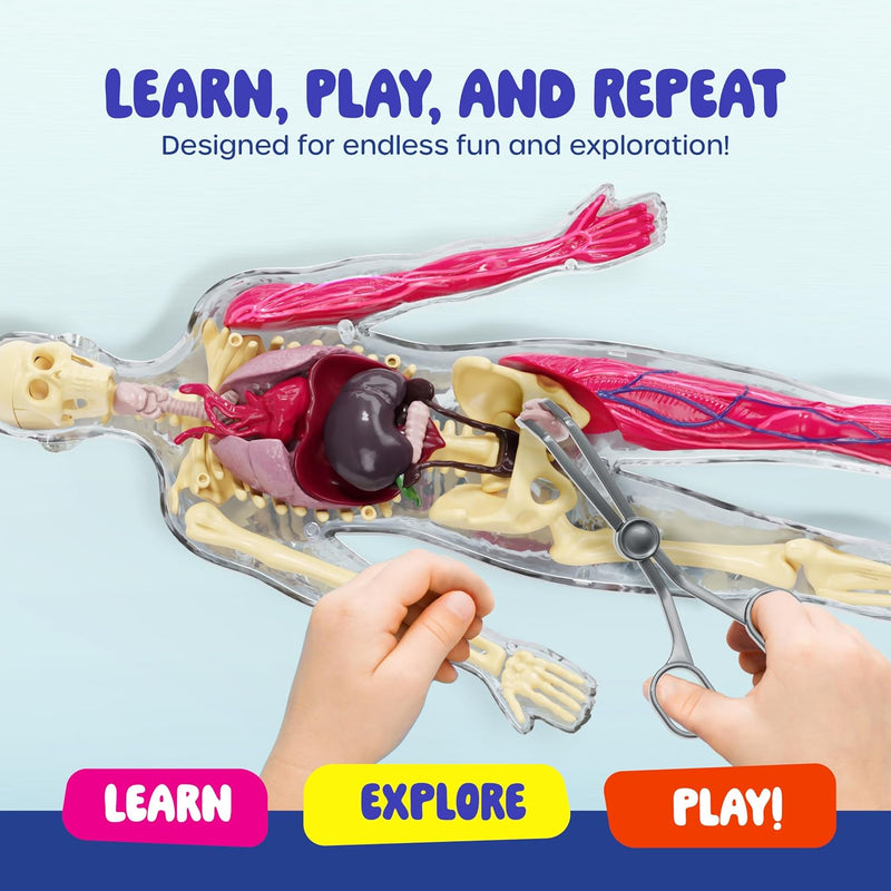 Dan&Darci Human Anatomy Squishy Body Model, STEM Toy for Kids Ages 4-8