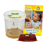 Insect Lore Painted Lady Caterpillars - Live Refill for Butterfly Garden Kit STEM Learning
