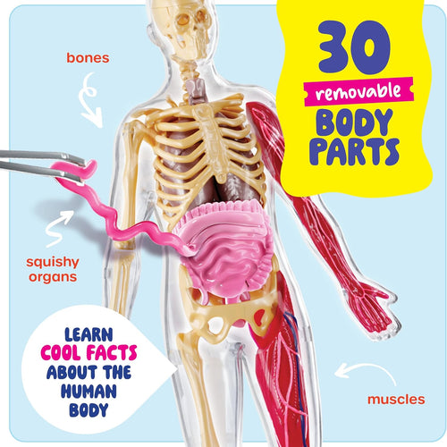 Dan&Darci Human Anatomy Squishy Body Model, STEM Toy for Kids Ages 4-8