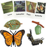 Montessori learning toys for kids, life cycle figurines, 3D objects, educational gift for 3-5 year olds