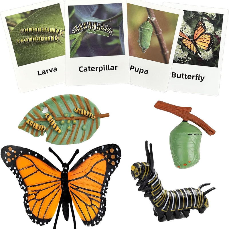 Montessori learning toys for kids, life cycle figurines, 3D objects, educational gift for 3-5 year olds